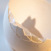 Organic Egg Shell Powder