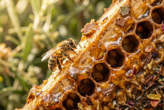 What Is Propolis and Why Is It in Oral Care Products?