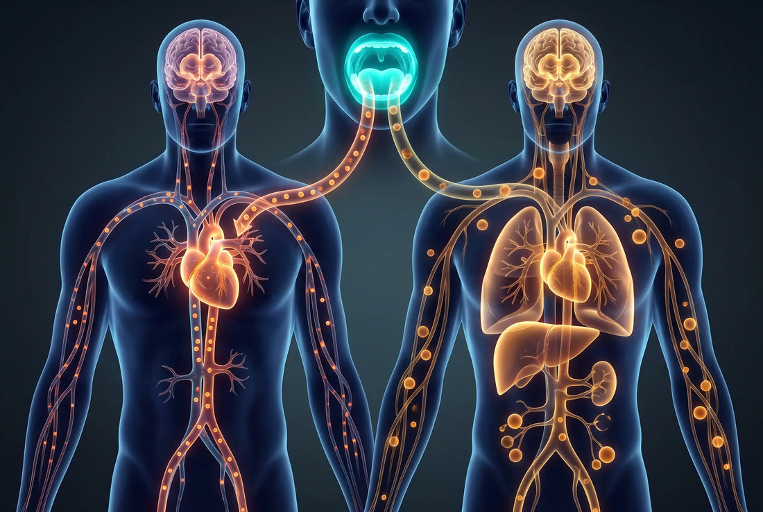 The Oral-Systemic Connection: How Your Mouth Affects Your Whole Body