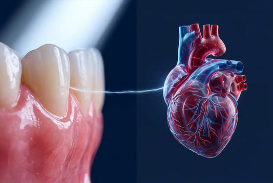 Gum Disease and Heart Disease: What the Research Shows