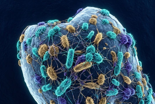 The Oral Microbiome: Why Mouth Bacteria Matter More Than You Think