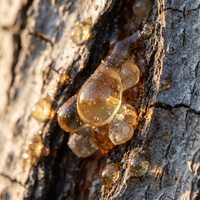 Organic Mastic Gum